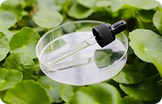Szklana pipeta kosmetyczna leżąca na przezroczystej szalce Petriego, umieszczona na tle zielonych, okrągłych liści (wąkrota azjatycka).